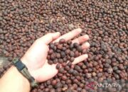 Aroma Kopi Pahit: Perjuangan Afrika Bebas dari Cengkeraman Kolonial