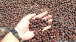 Aroma Kopi Pahit Perjuangan Afrika Bebas dari Cengkeraman Kolonial 2
