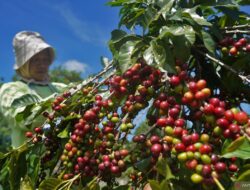 Aroma Kopi Pahit: Perjuangan Afrika Bebas dari Cengkeraman Kolonial