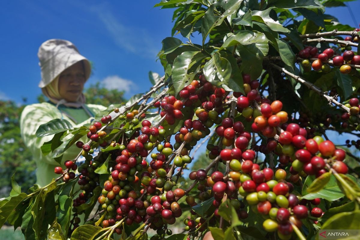 Aroma Kopi Pahit: Perjuangan Afrika Bebas dari Cengkeraman Kolonial