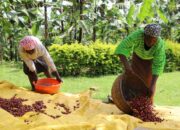 Aroma Kopi Pahit: Perlawanan Afrika Melawan Cengkeraman Kolonial