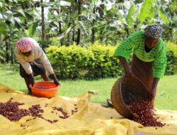 Aroma Kopi Pahit: Perlawanan Afrika Melawan Cengkeraman Kolonial