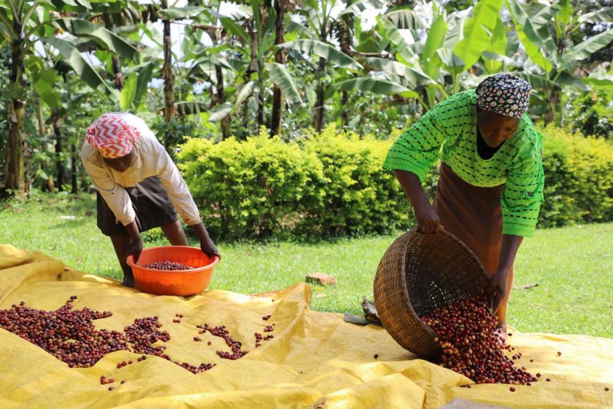 Aroma Kopi Pahit: Perlawanan Afrika Melawan Cengkeraman Kolonial