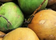 Kelapa Langka Dorong Untung Petani Genjot Produksi Raih Keuntungan Maksimal