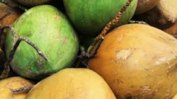 Kelapa Langka Dorong Untung Petani: Genjot Produksi, Raih Keuntungan Maksimal