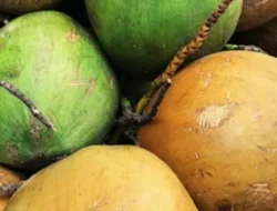 Kelapa Langka Dorong Untung Petani: Genjot Produksi, Raih Keuntungan Maksimal
