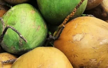 Kelapa Langka Dorong Untung Petani Genjot Produksi Raih Keuntungan Maksimal