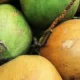 Kelapa Langka Dorong Untung Petani Genjot Produksi Raih Keuntungan Maksimal