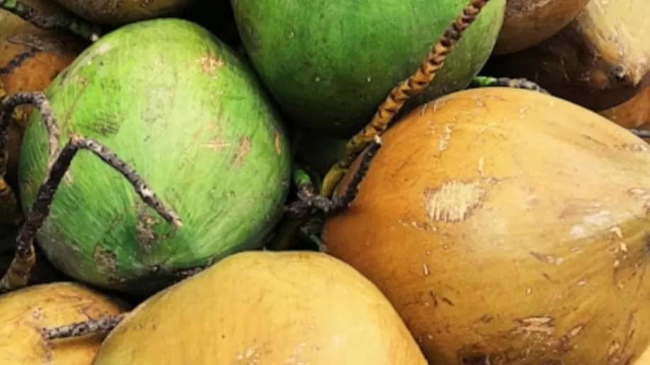 Kelapa Langka Dorong Untung Petani Genjot Produksi Raih Keuntungan Maksimal