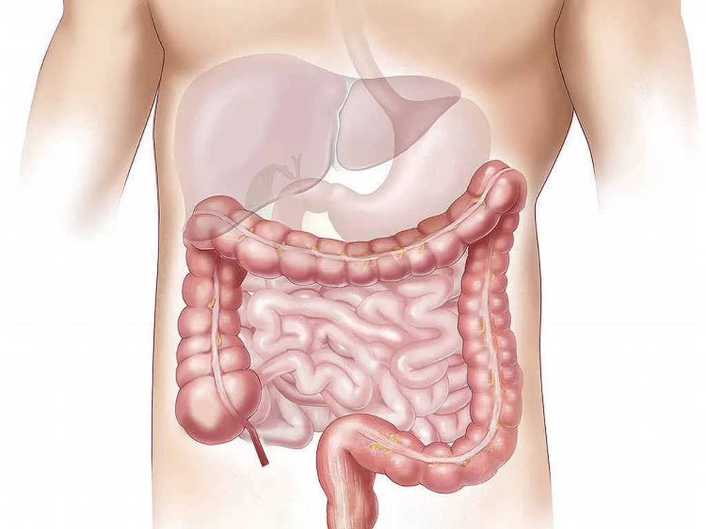 Kesehatan Usus: Rahasia di Balik Mood, Metabolisme, dan Kesejahteraan Anda