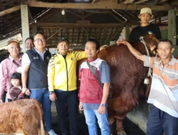 Prabowo Sumbangkan Sapi Raksasa 1084 Kg untuk Kurban Idul Adha