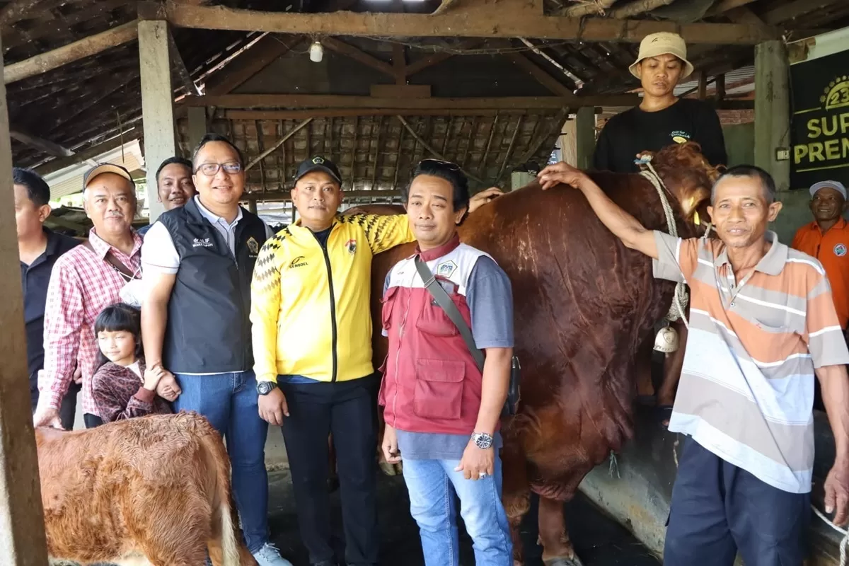 Prabowo Sumbangkan Sapi Raksasa 1084 Kg untuk Kurban Idul Adha