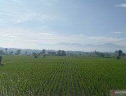 Garut Bidik Surplus Padi 816.860 Ton di Tahun 2025