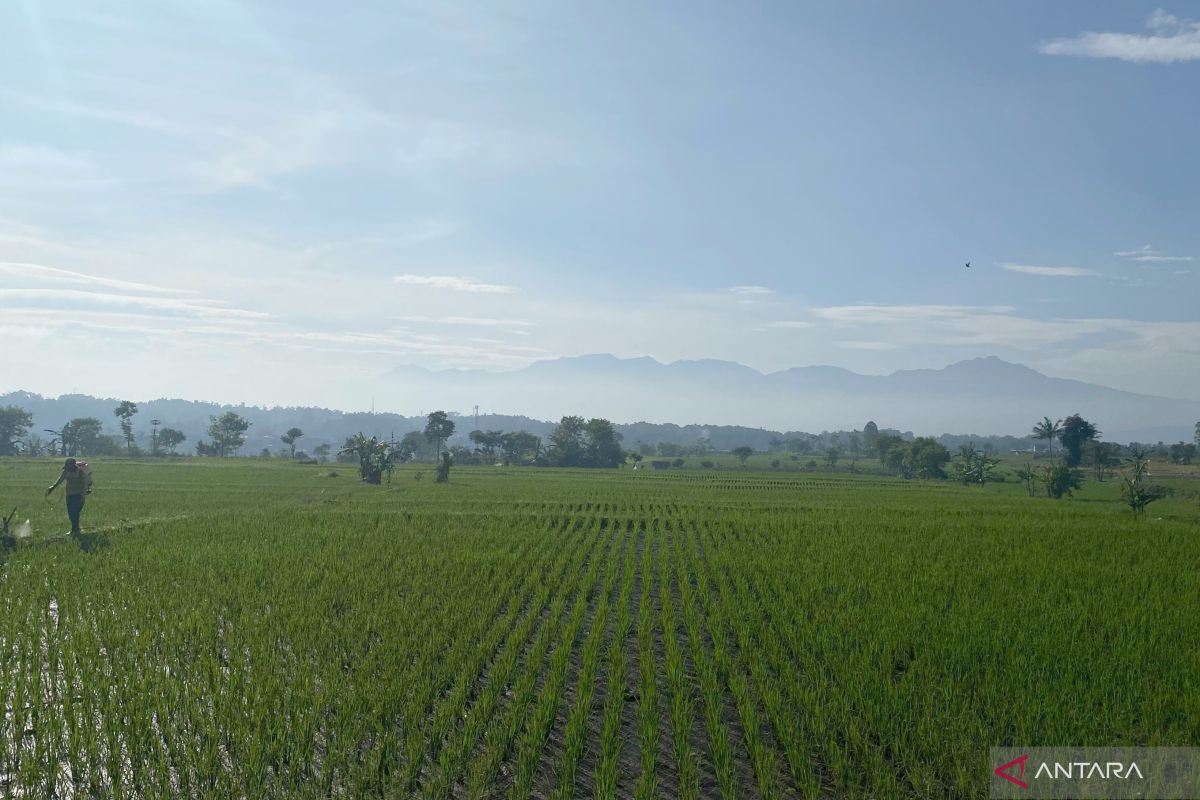 Garut Bidik Surplus Padi 816.860 Ton di Tahun 2025