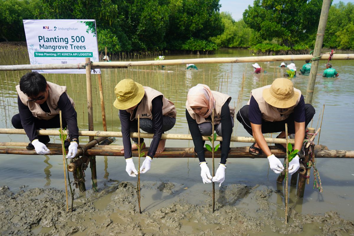 KAI Logistik Tanam 500 Bibit Mangrove: Langkah Nyata Lestarikan Ekosistem Pesisir