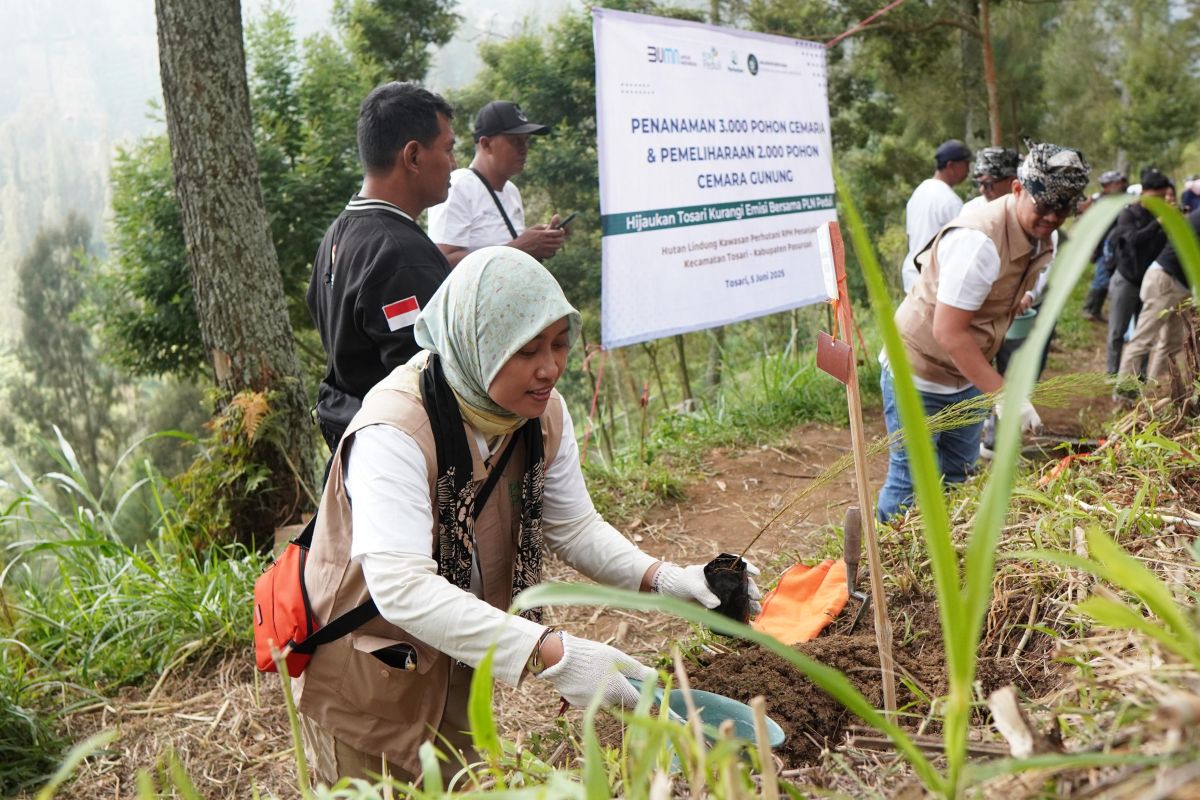 PLN Jatim Lestarikan Ekosistem TNBTS, Tanam 3.000 Pohon Cemara
