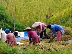 Swasembada Pangan Indonesia: Anomali Beras Melimpah Harga Selangit