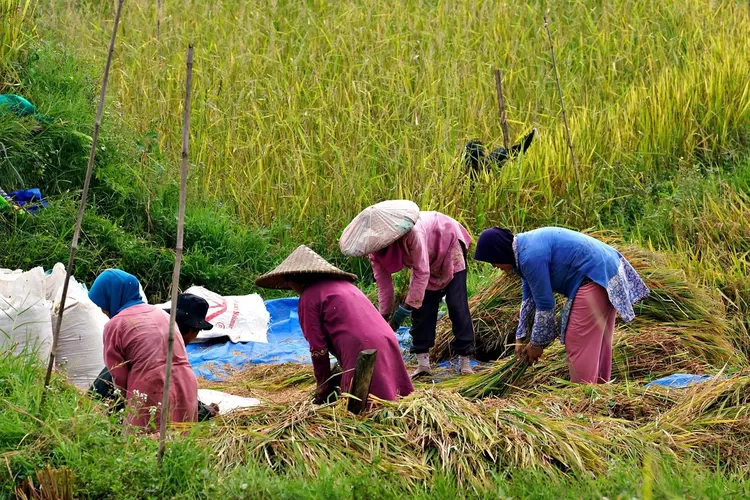 Swasembada Pangan Indonesia Anomali Beras Melimpah Harga Selangit