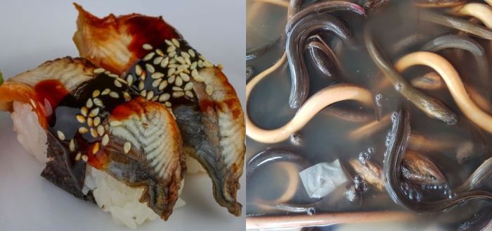 Ikan mentah yang dijadikan bahan masakan sushi dinamakan
